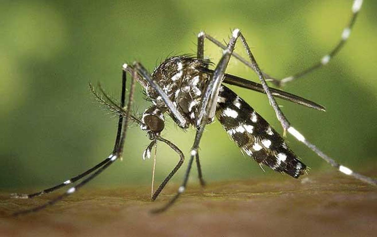 Un ejemplar de mosquito tigre.