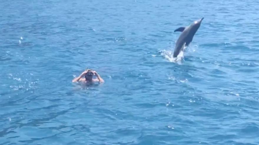 Varios delfines &#039;culichichis&#039; enamoran a varios bañistas en Gran Canaria