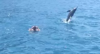 Varios delfines 'culichichis' enamoran a varios bañistas en Gran Canaria