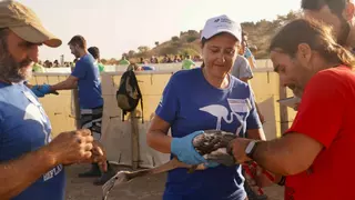 El Club de Voluntarios de Fundación Unicaja, en el anillamiento de flamencos de la Laguna de Fuente de Piedra