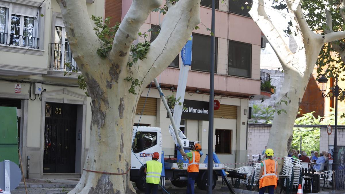 Los operarios trabajan en un platanero monumental de la Avenida Selgas de Xàtiva con una importante grieta.