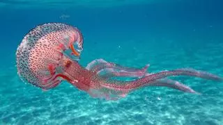 Lo que debes hacer y lo que no si te pica una medusa en la playa