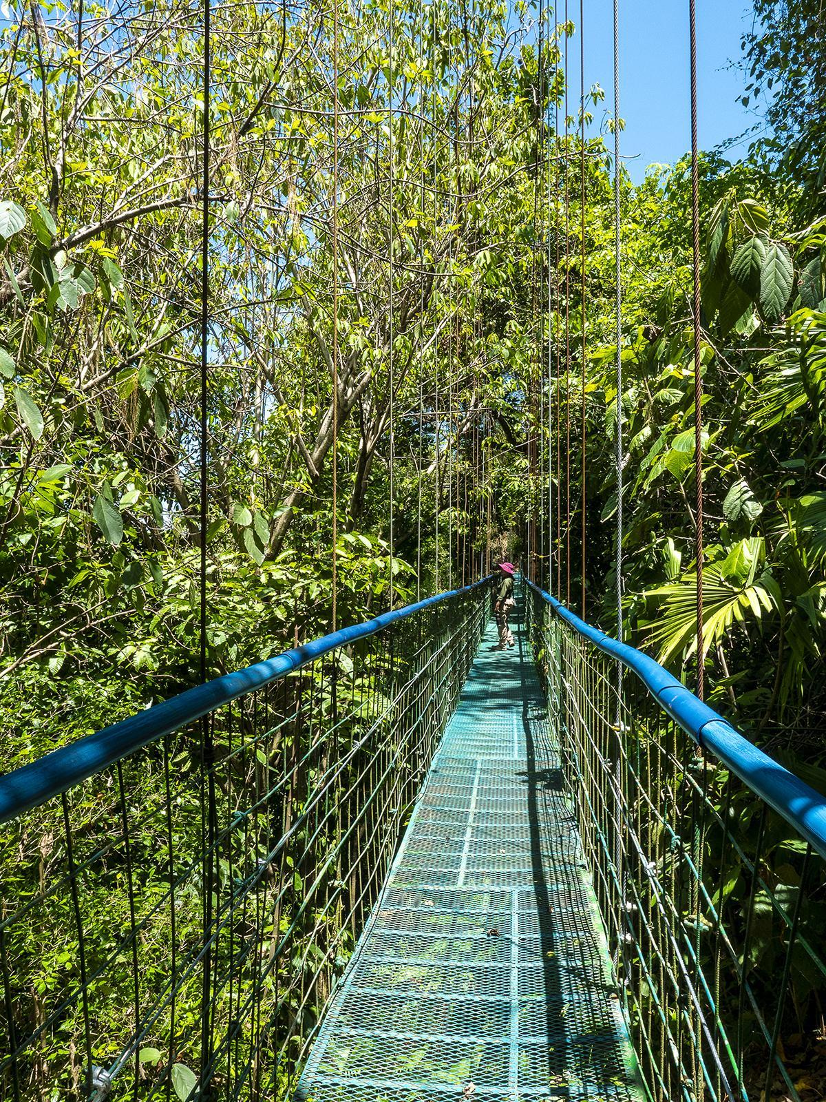 Los puentes colgantes permiten recorrer las copas de los árboles.
