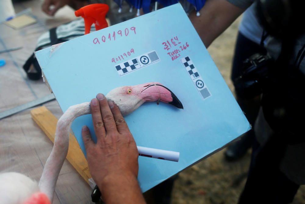 Volunteers take a photo of a female flamingo, ...