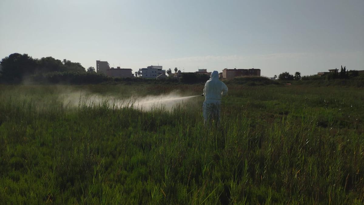 Un operario de la empresa Lokímica realiza trabajos contra los mosquitos en zonas húmedas de Castellón, ayer