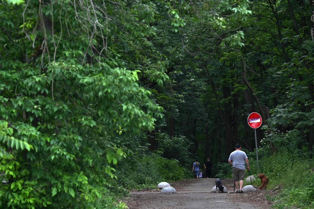 Paseo de alguno de los perros que viven en el refugio de animales de Kiev.