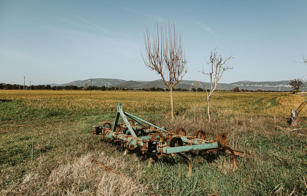 Vista de un campo de trigo amarilleando que requiere agua de regadío para su mantenimiento.