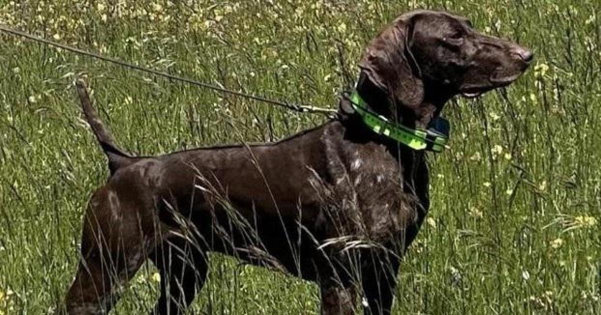 ¡Se busca con recompensa! Secuestran en Toledo al perro campeón de Italia, mientras se preparaba para el Mundial