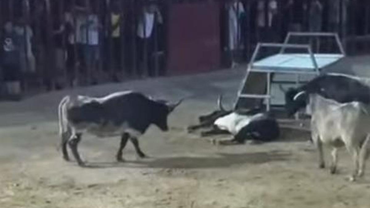 Una de las vaquillas que murieron en la plaza portátil, en una captura de vídeo.