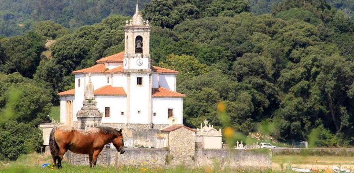 "Toto", tristeza de amor equino en Barru