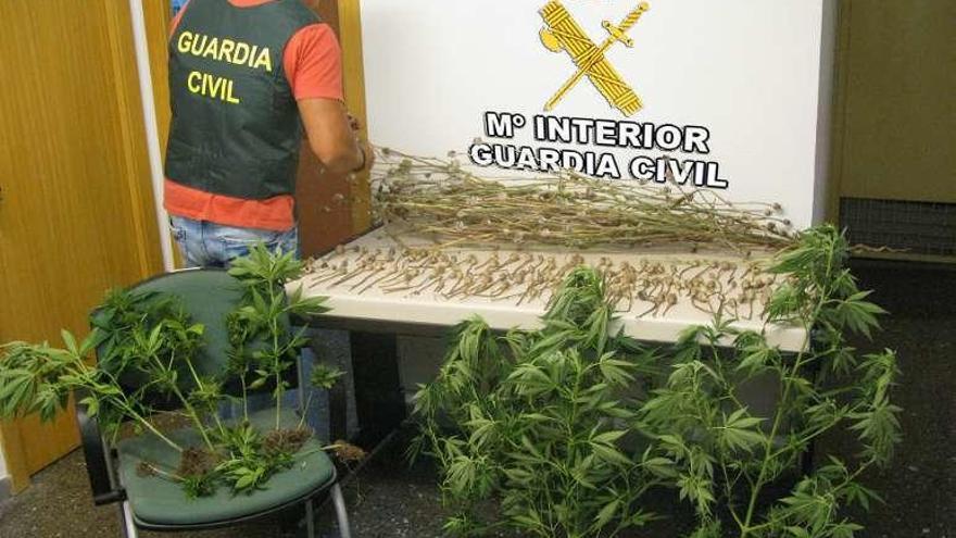 Plantas de marihuana y adormidera requisadas en Panxón. // G.C.