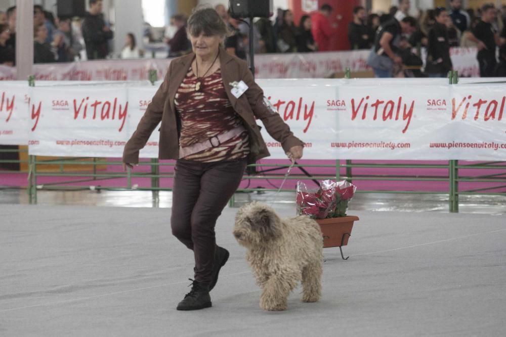 La Mascotada da brillo a Expocachorro