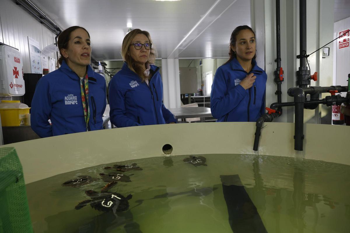 Las tortugas del Acuario de Gijón pegan el estirón