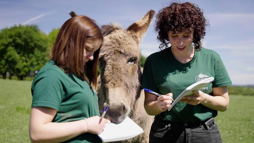 Una granja gallega pide a la RAE que elimine la acepción peyorativa a &quot;burro&quot;