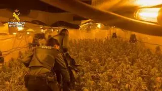 Desmantelan una plantación de marihuana, con 7.000 plantas, en Almassora