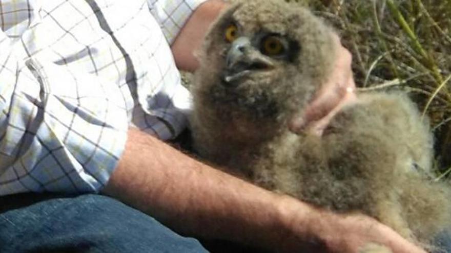 Amigos de Sierra Escalona muestra a Bascuñana la riqueza de flora y fauna del paraje