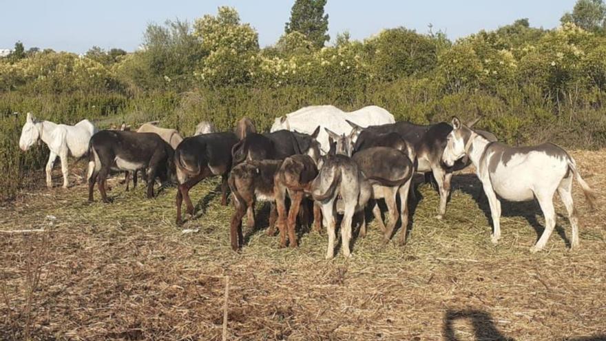 El informe de Conselleria revela que nada avalaba llevar burros al Desert de les Palmes