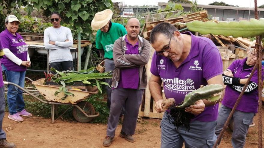 85 tinerfeños se benefician de las frutas y verduras del huerto de Cáritas