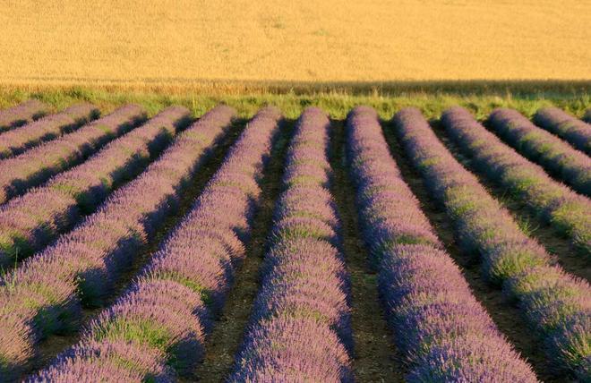 Campos de Malacuera