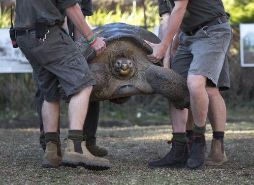 La tortuga de Galápagos Hugo, de 63 años de edad, es levantada para evaluar su estado de salud, en el australiano parque de reptiles en Somersby, cerca de Sydney, en Australia.