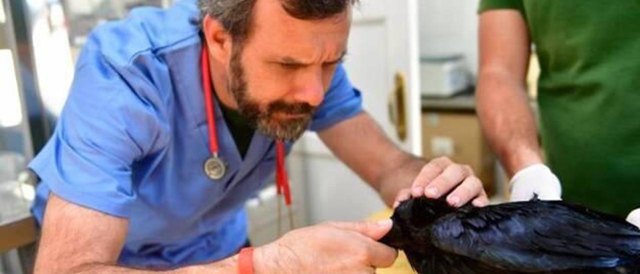 Los veterinarios reivindican su papel como sanitarios en la Salud Pública -  La Provincia