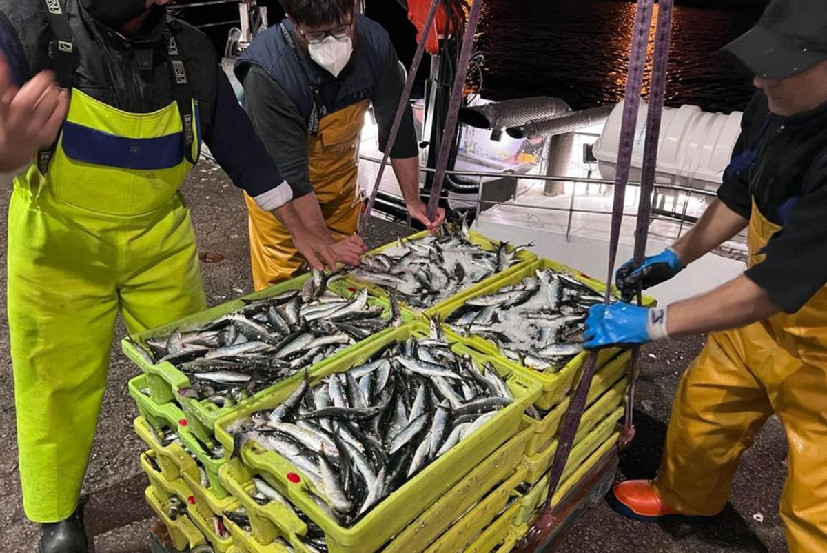 Descarga de sardina en el puerto de Vigo. |  FDV