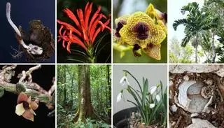 Hongos ‘zombi’ y orquídeas ‘ensangrentadas’, entre las nuevas especies reconocidas por la ciencia en 2025