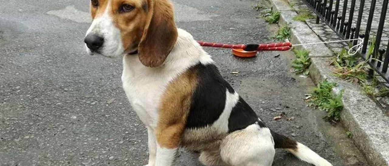 Sabueso extraviado durante varias horas en Donramiro  |  El pasado domingo por la tarde apareció en la parroquia lalinense de Donramiro un perro de caza al que durante varias horas, a través de las redes sociales, le estuvieron buscando dueño. La Policía Local de Lalín se personó en el lugar para comprobar que, aunque el detector dijera lo contrario por dos veces, el sabueso carecía del chip reglamentario de identificación. Después de mucho tiempo vagando por la zona mostrando su docilidad, según testigos presenciales, finalmente se pudo dar con el propietario del ejemplar conocico como Bobby por los cazadores. El perro especializado en rastreo y jauría pudo regresar entrada la noche al domicilio de su dueño, sito en la también parroquia lalinense de Goiás, después de que éste fuera localizado por vía telefónica.