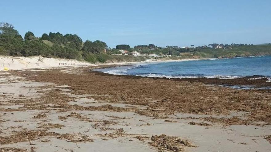 Arribazones con sospecha de ser la peligrosa alga 