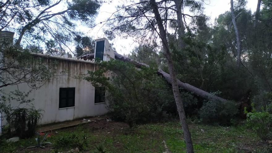 Un pino de grandes dimensiones se desploma sobre una vivienda de Palma por el fuerte viento