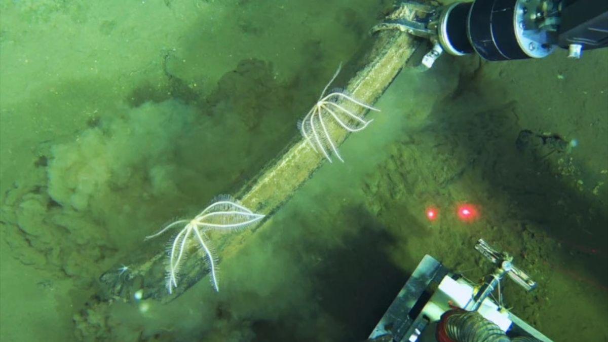 La zona de Diamantina alberga un ecosistema único con restos fósiles y comunidades vivas sobre los huesos de cetáceos.