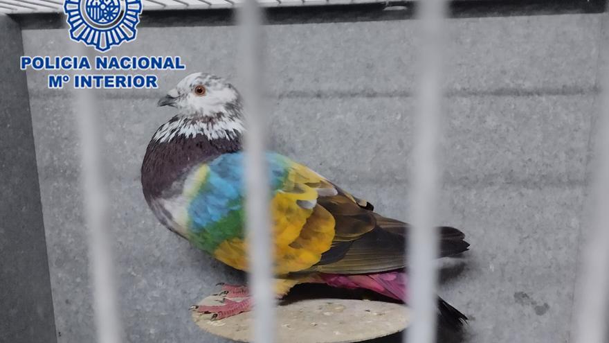 Cae la banda que robaba palomos deportivos por toda la Región: soltaban una hembra como reclamo