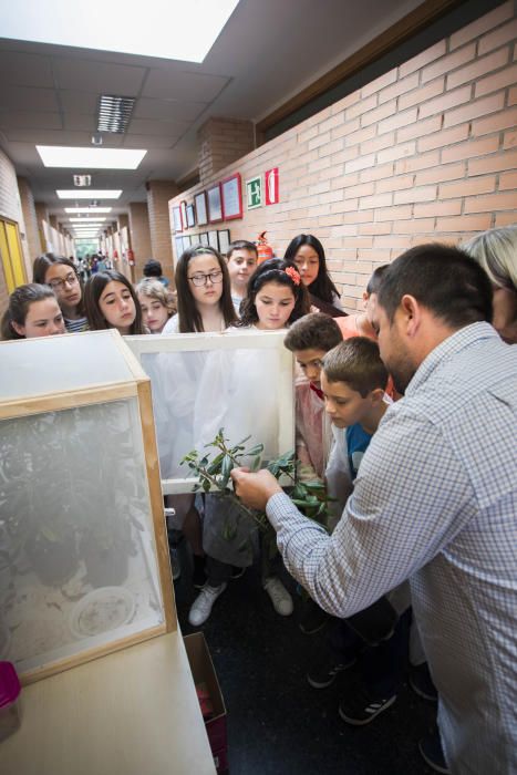 Cria de marietes al CEIP Sant Isidre, València