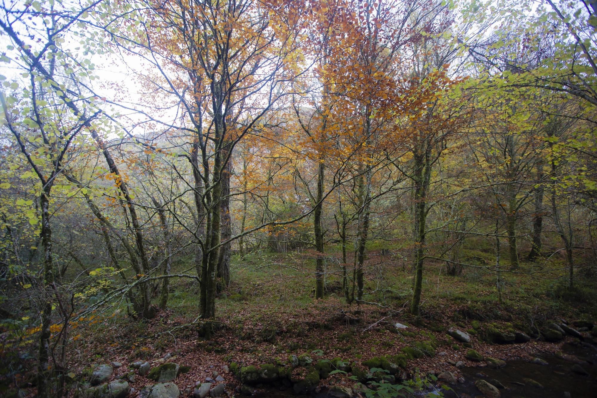 Las 100 fotos que demuestran que el otoño es la mejor época para conocer Asturias