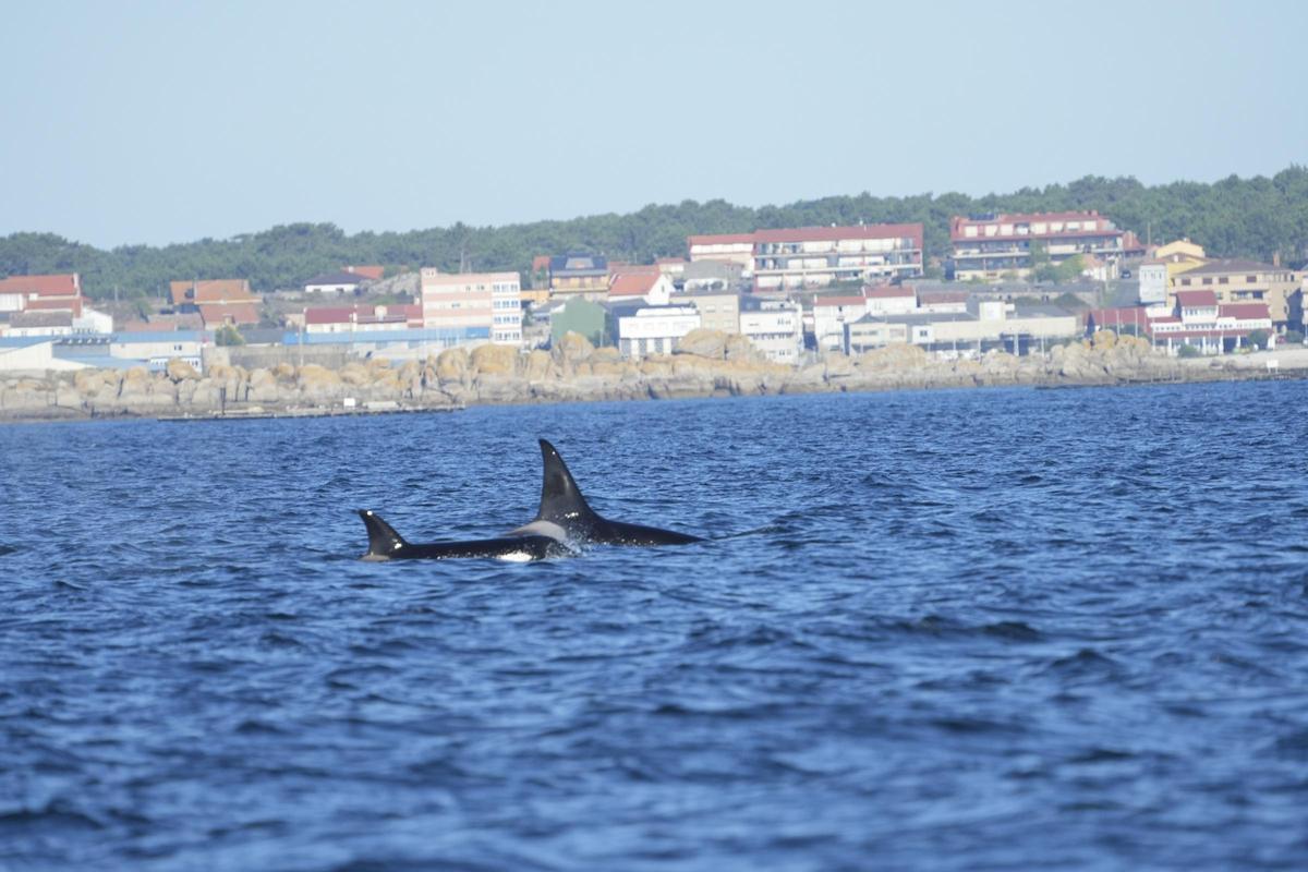 Orcas en el interior de la ría de Arousa.