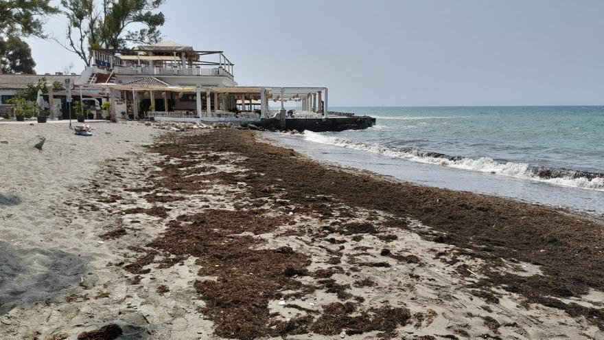 El alga asiática invade las playas de Málaga