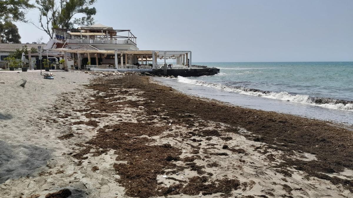 La alga asiática invade la playa de los Baños del Carmen.