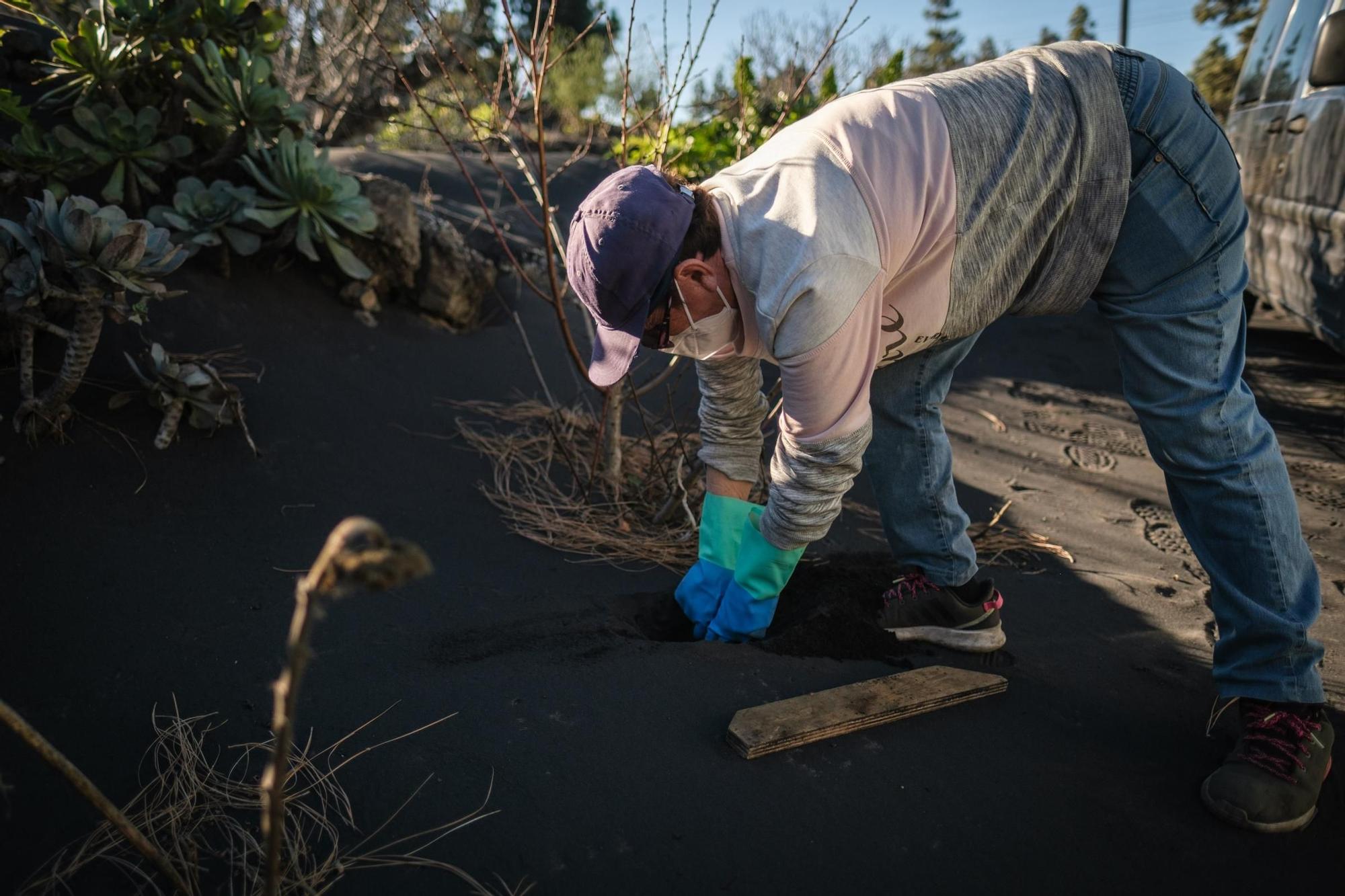 Regreso a sus hogares de afectados del volcán de La Palma