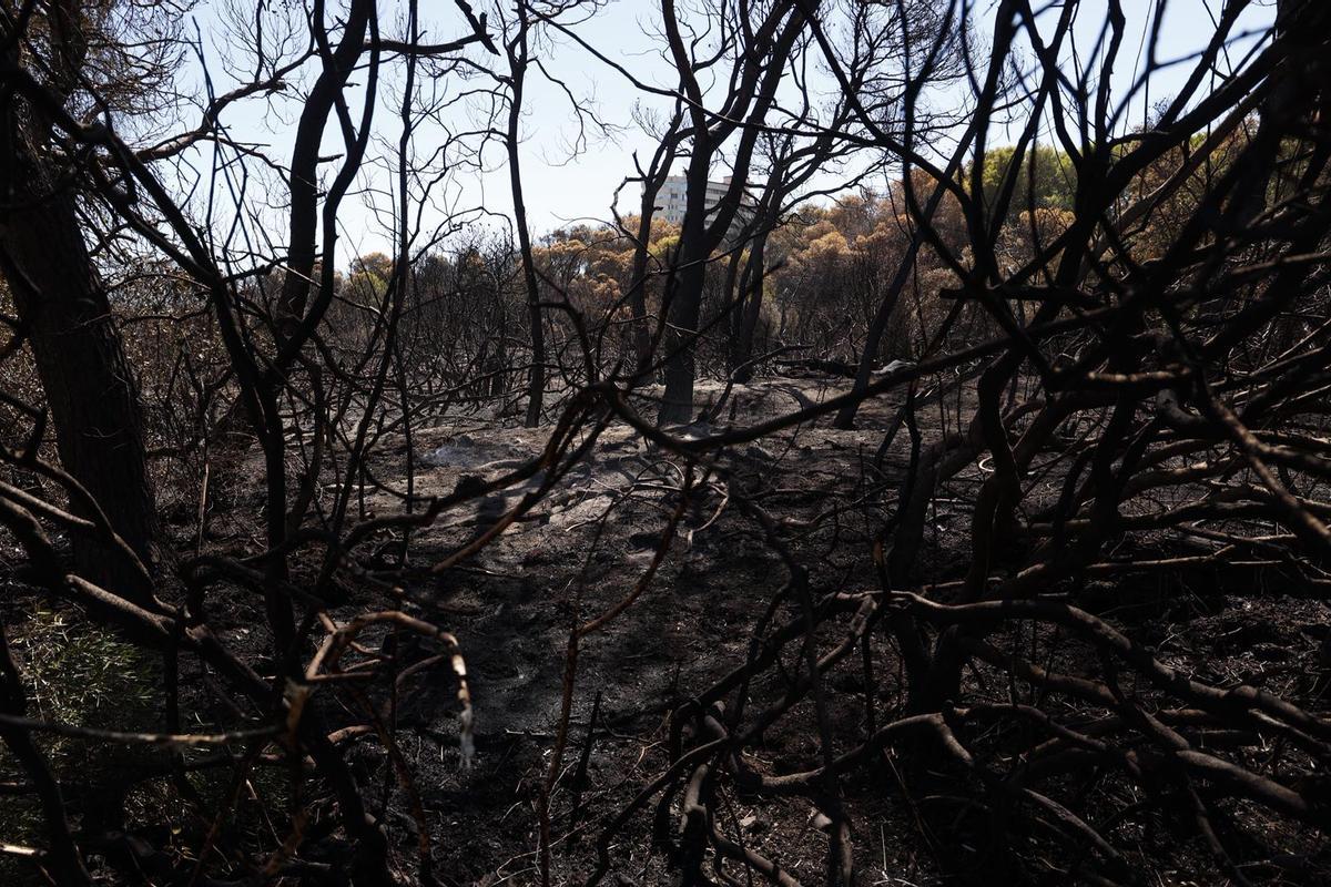 Sábado de trabajos en el incendio del Saler Sábado de trabajos en el incendio del Saler