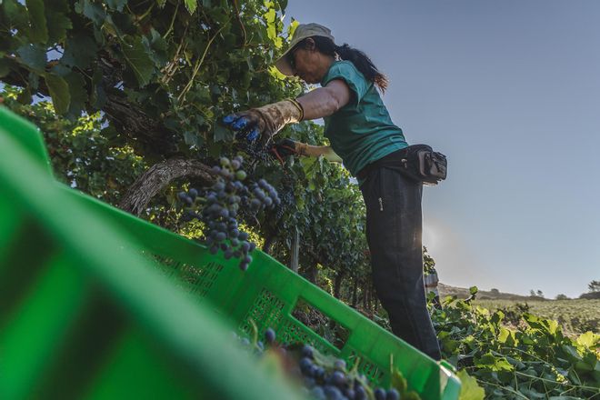 Noche en la viña: así son las vendimias que huyen del sol