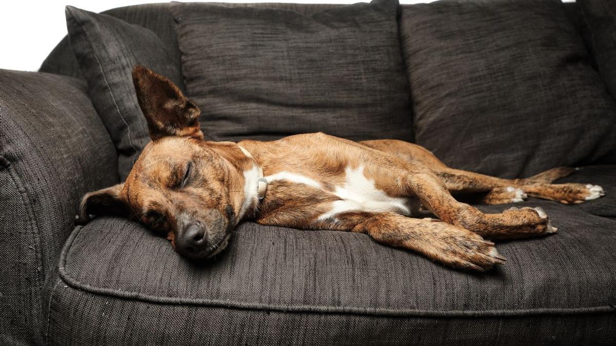 ¿Mal olor en tu sofá? Descubre cómo hacer un ambientador casero y recupera la frescura