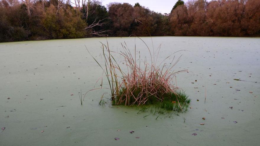 Los patos de la Lagoa de Massó mueren por botulismo
