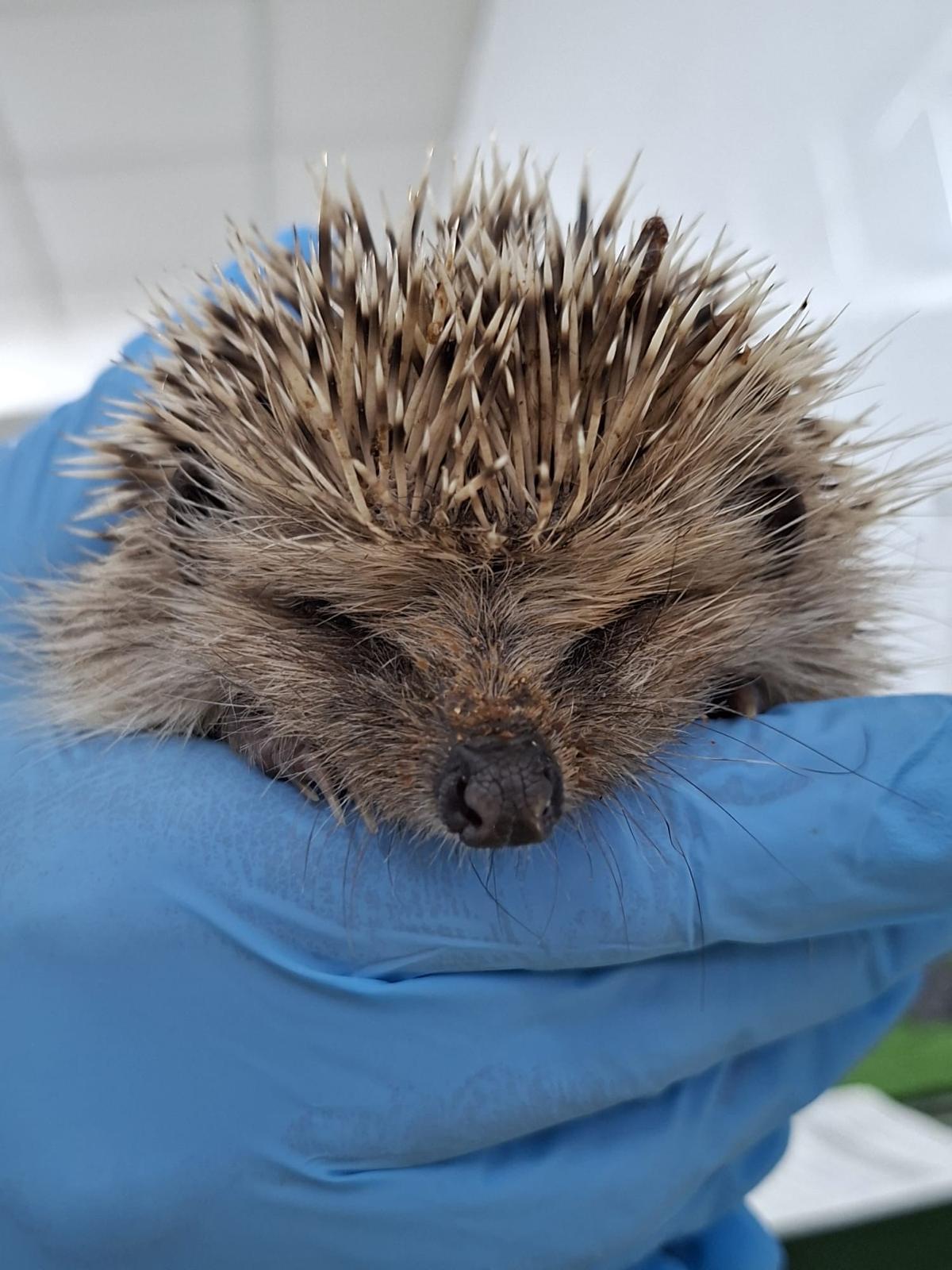 Erizo en el Centro de Recuperación del Saler