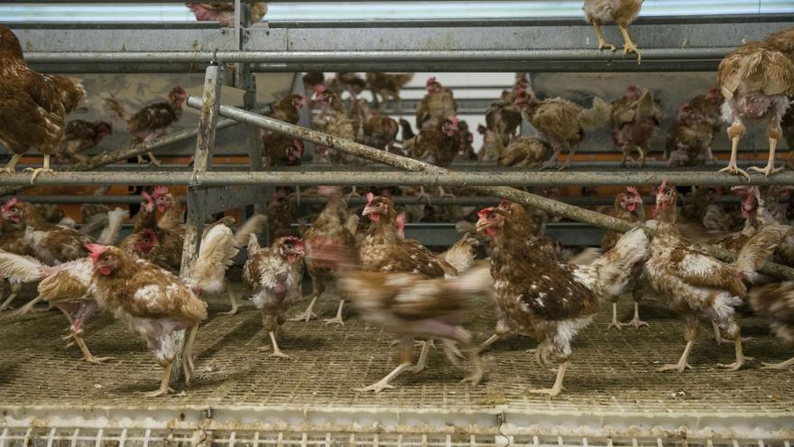 La gripe aviar impacta en Castellón: quince localidades con aves confinadas