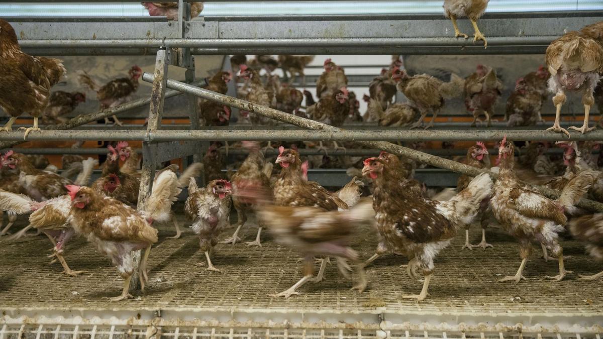 La gripe aviar impacta en Castellón: quince localidades con aves confinadas.