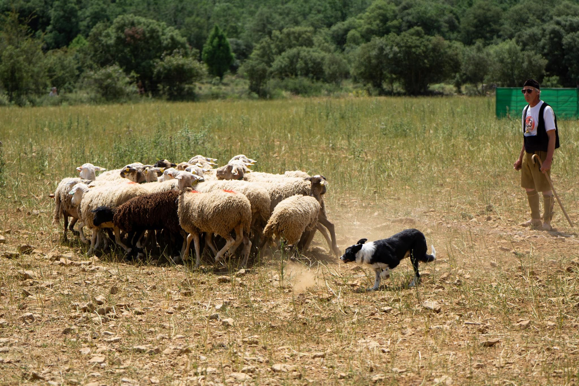 FOTOGALERÍA: Las imágenes del concurso de perros pastores de Ares del Maestrat