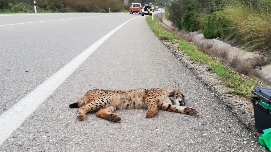 Muere atropellado un lince ibérico en la A-431 cerca de Posadas