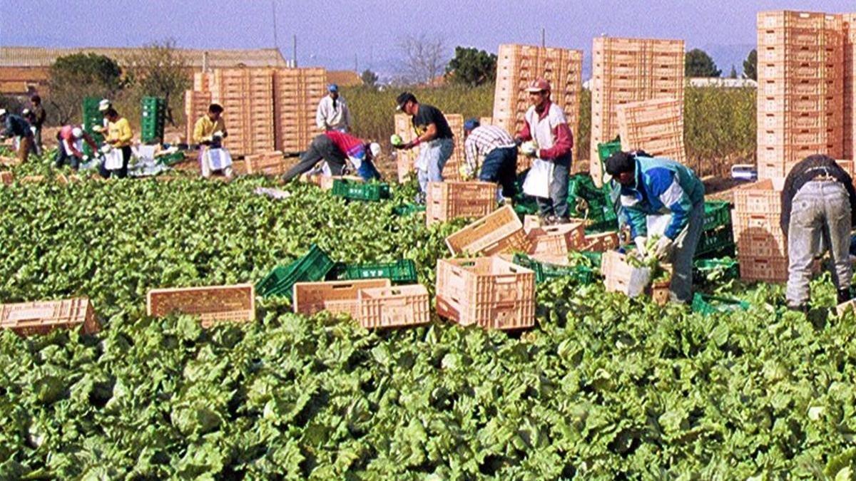 Trabajadores en el campo de Lorca (Murcia) el 9 de septiembre del 2011