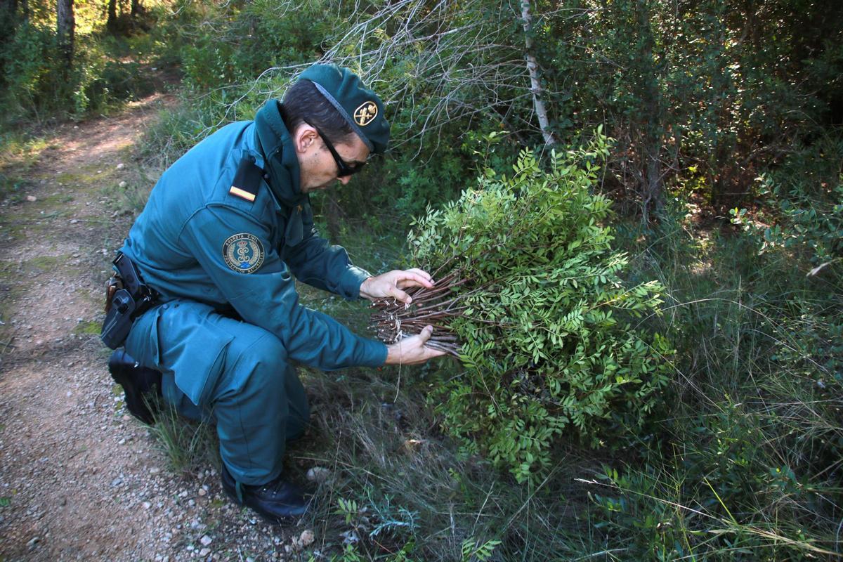 Un agente del Seprona de la Guardia Civil de Tortosa recoge ramos de lentisco cortados ilegalmente en una zona boscosa del Camp de Tarragona
