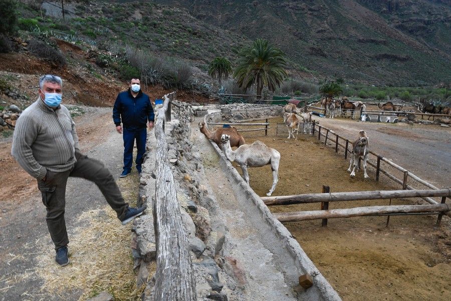 Camellos que este año se han quedado sin cabalgatas